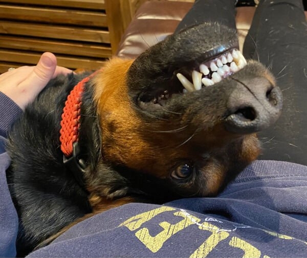 dogs12_032