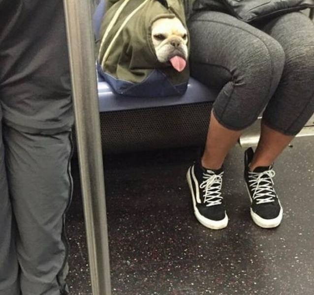 dogs12_033
