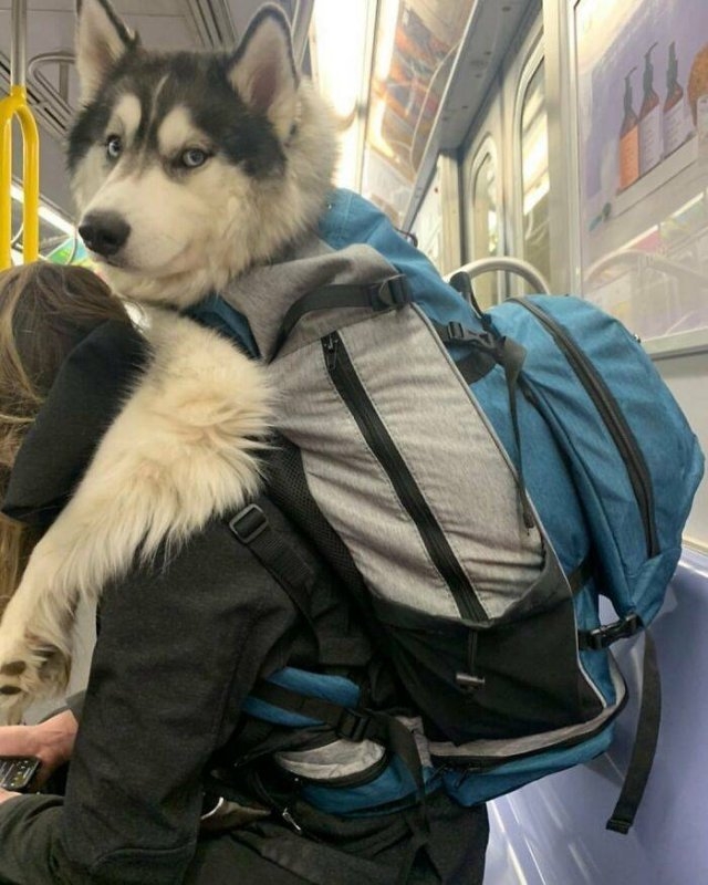 dogs12_037