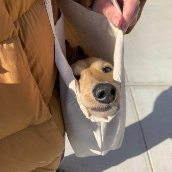 dogs12_039