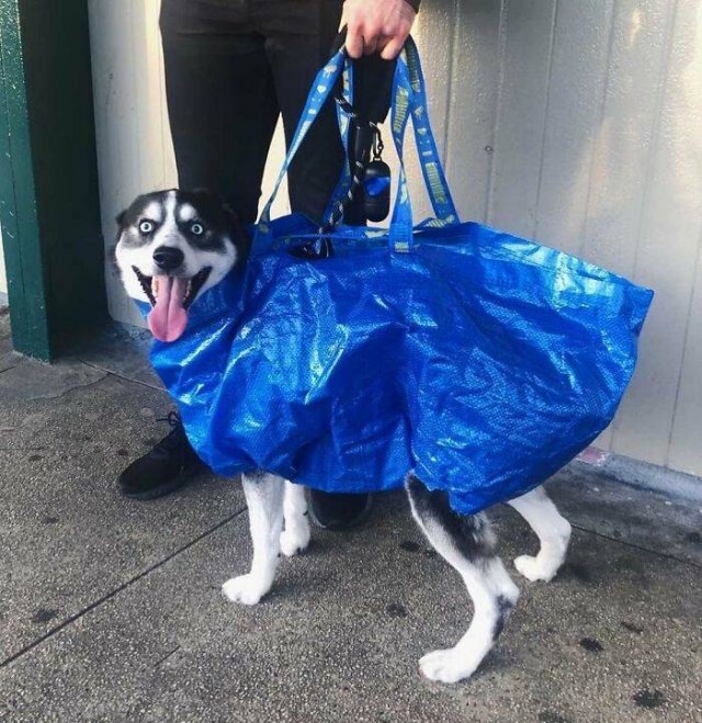 dogs12_040