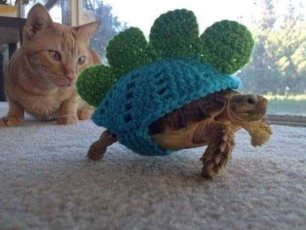 funnyanimals28_002