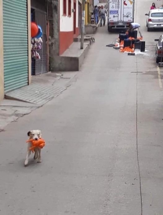 funnyanimals28_003