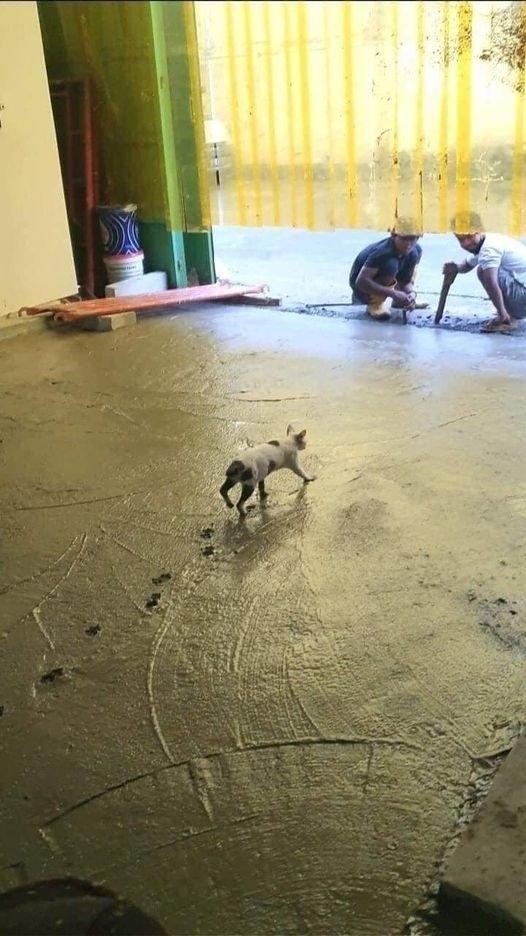 funnyanimals28_005