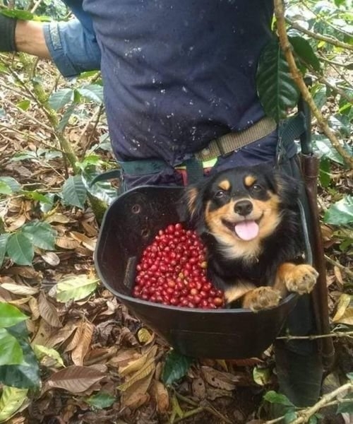 funnyanimals28_006