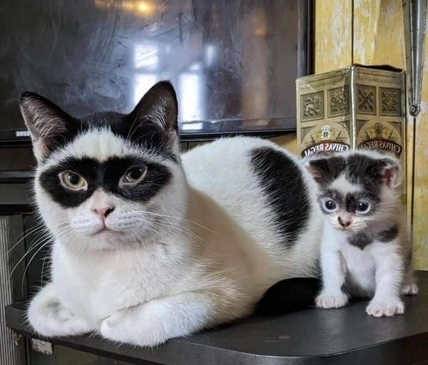 funnyanimals28_008