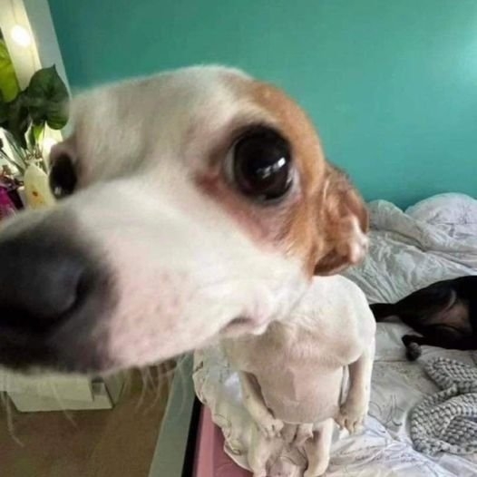funnyanimals28_010
