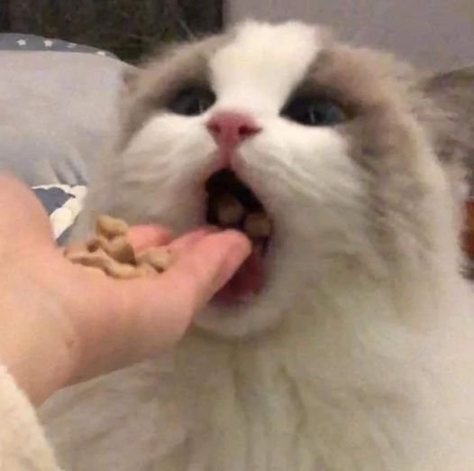 funnyanimals28_011