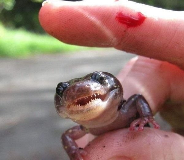 funnyanimals28_015