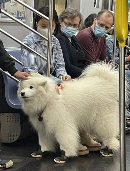 funnyanimals28_017