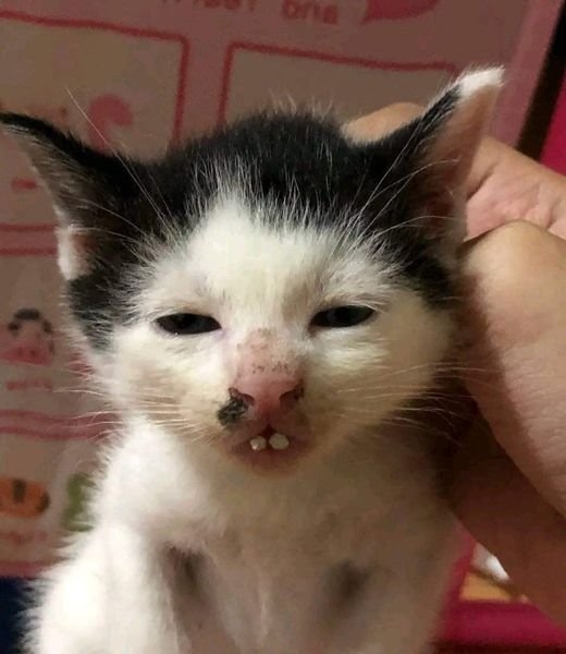 funnyanimals28_019