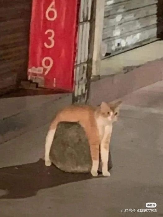 funnyanimals28_020