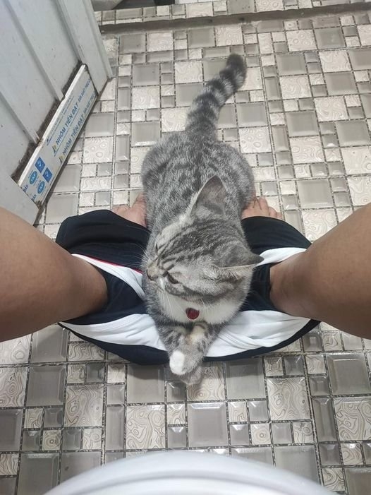 funnyanimals28_021