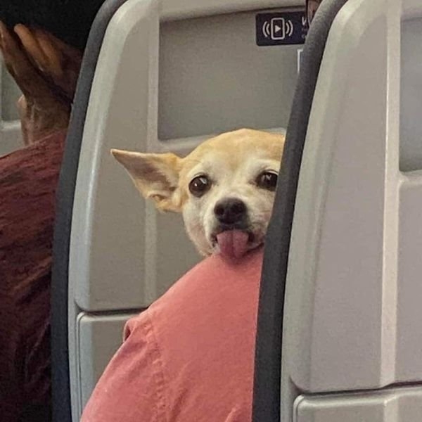 funnyanimals28_022