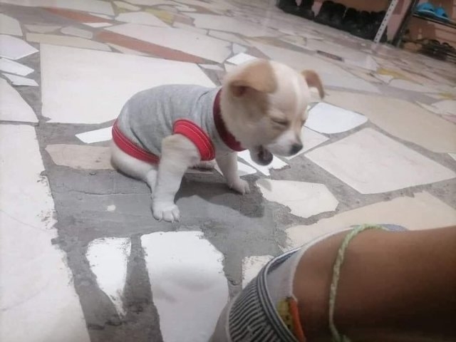 funnyanimals28_023