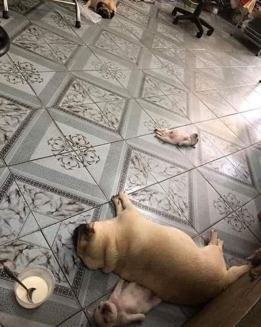 funnyanimals28_026