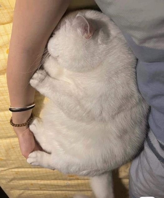 funnyanimals28_028