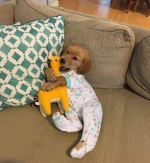 funnyanimals28_030
