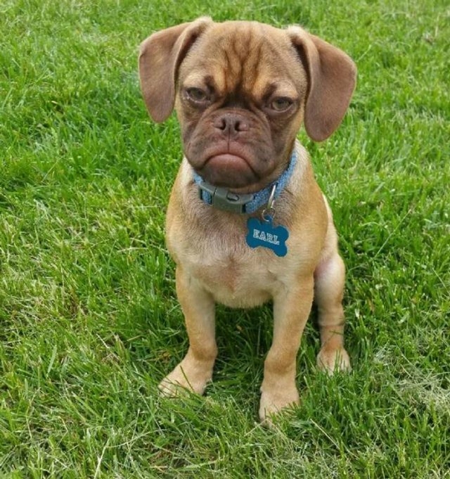 funnyanimals28_036