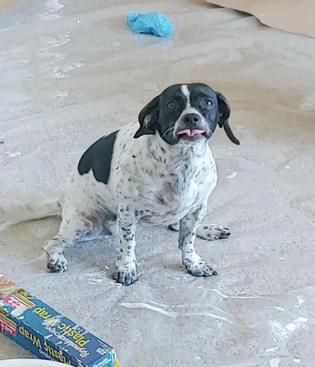 funnyanimals28_037