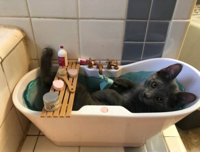 funnyanimals28_038