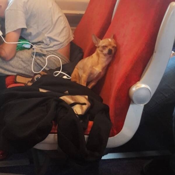 funnyanimals28_039