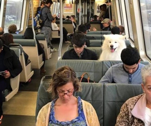 funnyanimals28_040