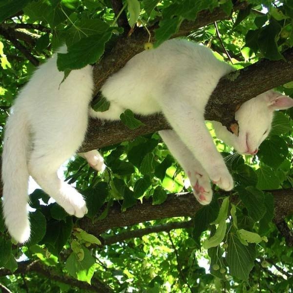 funnycats16_001