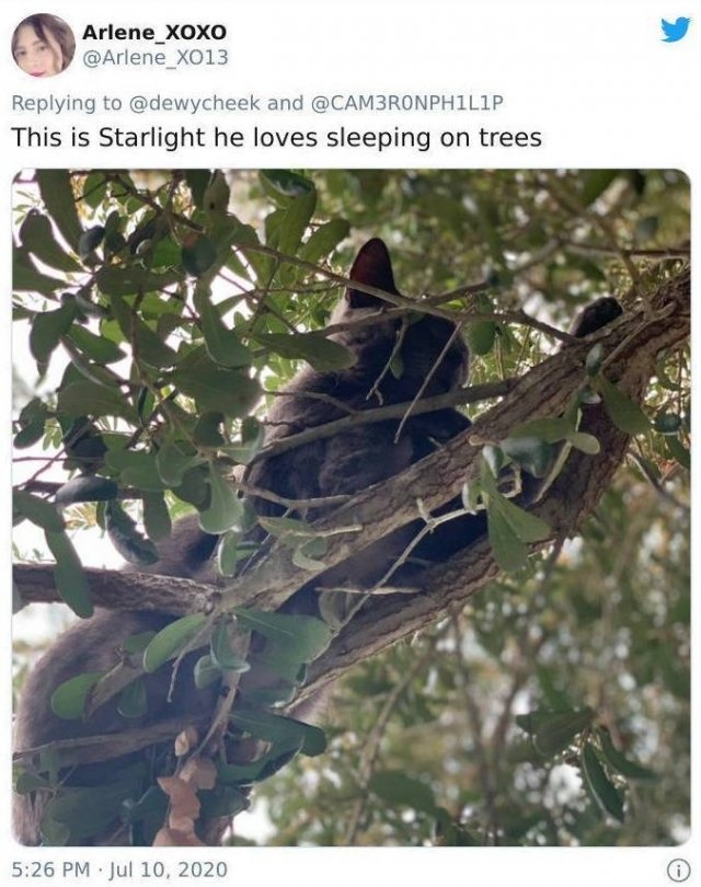 funnycats16_002