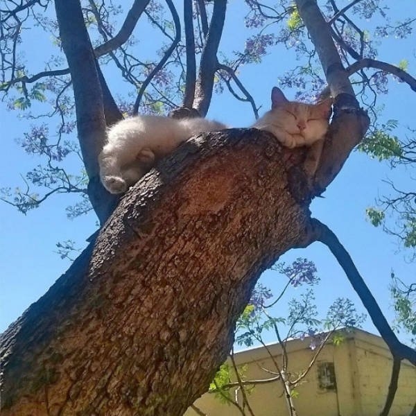 funnycats16_003