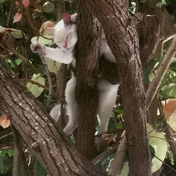 funnycats16_004