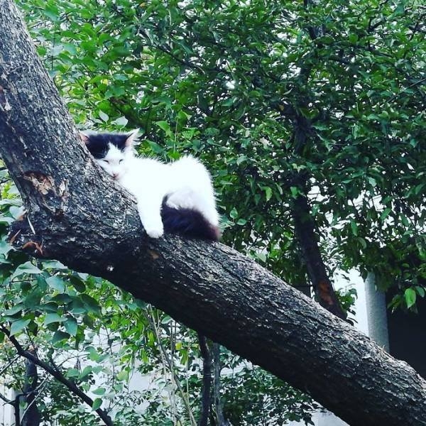 funnycats16_005