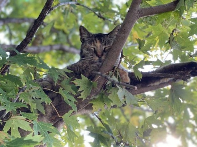 funnycats16_006