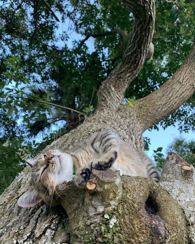 funnycats16_007