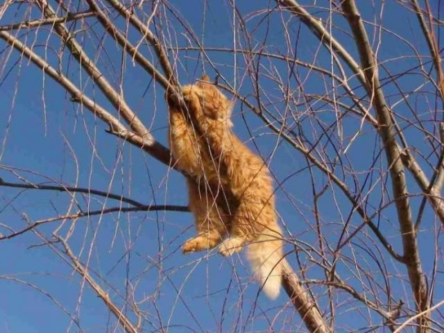 funnycats16_008