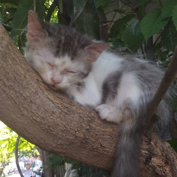 funnycats16_009