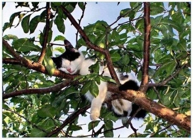 funnycats16_010