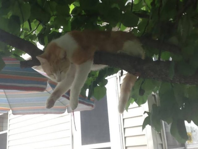funnycats16_011