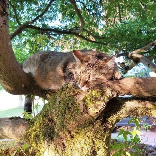 funnycats16_012