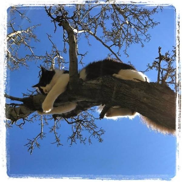 funnycats16_013