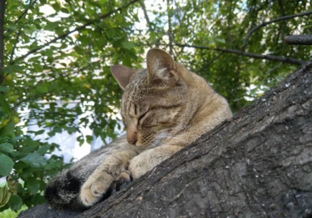 funnycats16_014