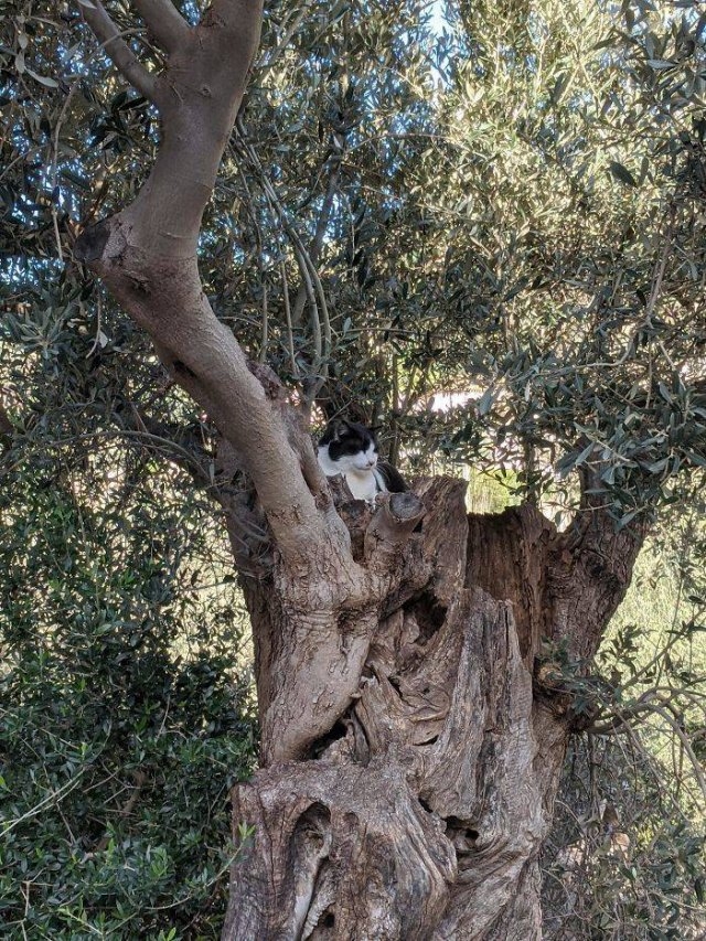 funnycats16_015