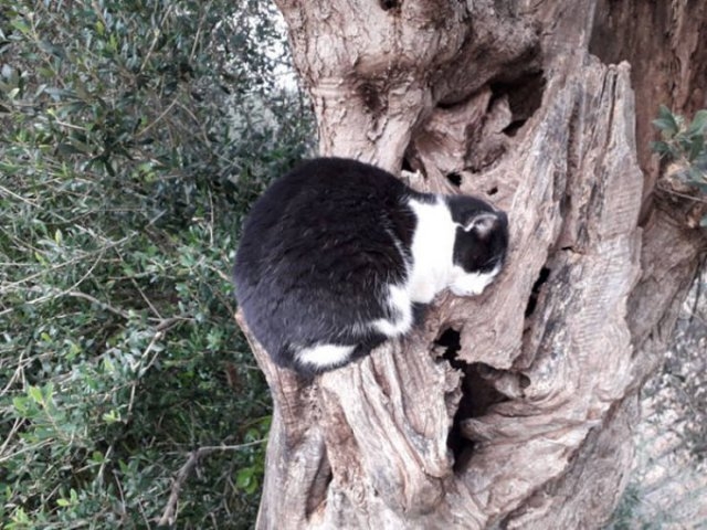 funnycats16_016
