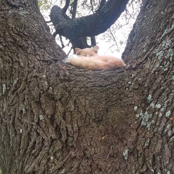 funnycats16_017
