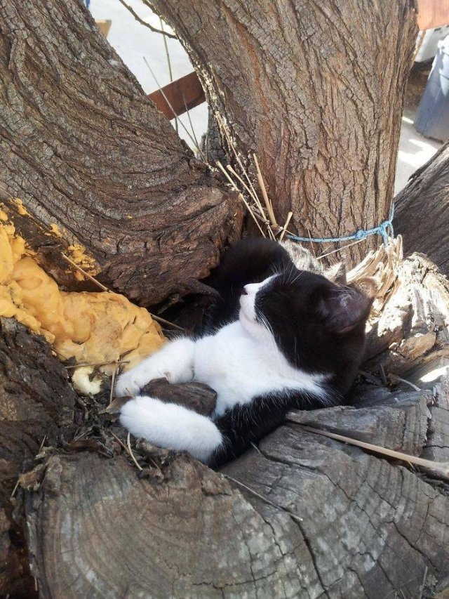 funnycats16_018