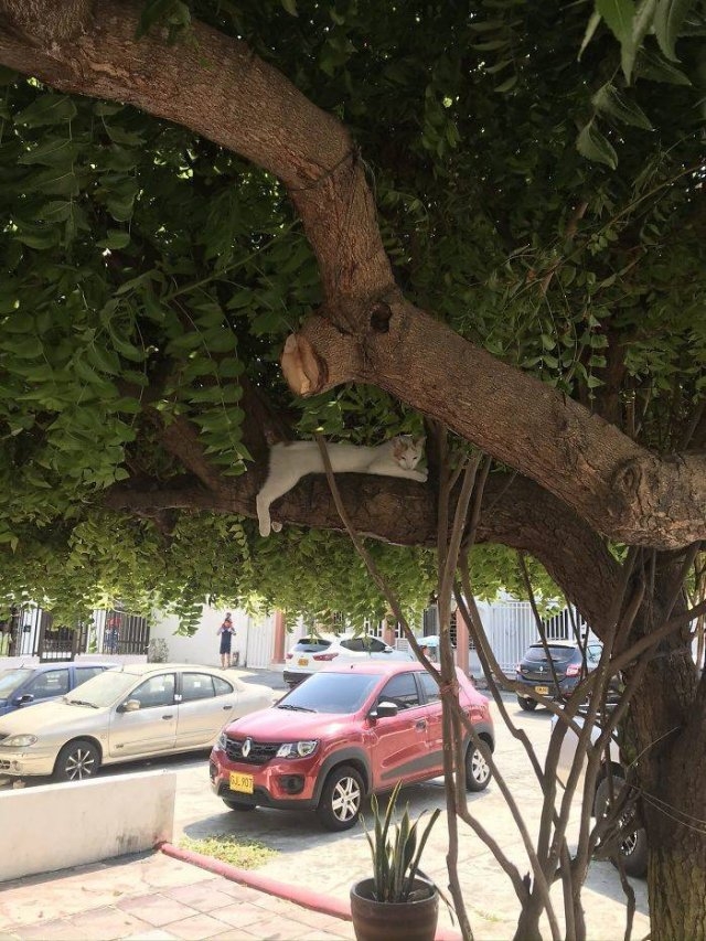 funnycats16_019