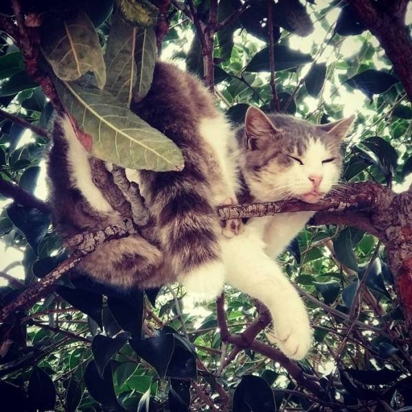 funnycats16_020