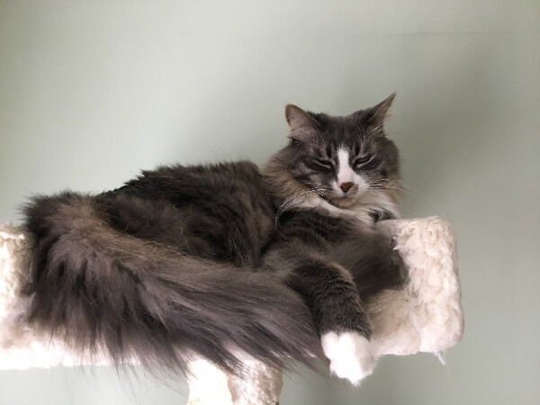 funnycats16_021