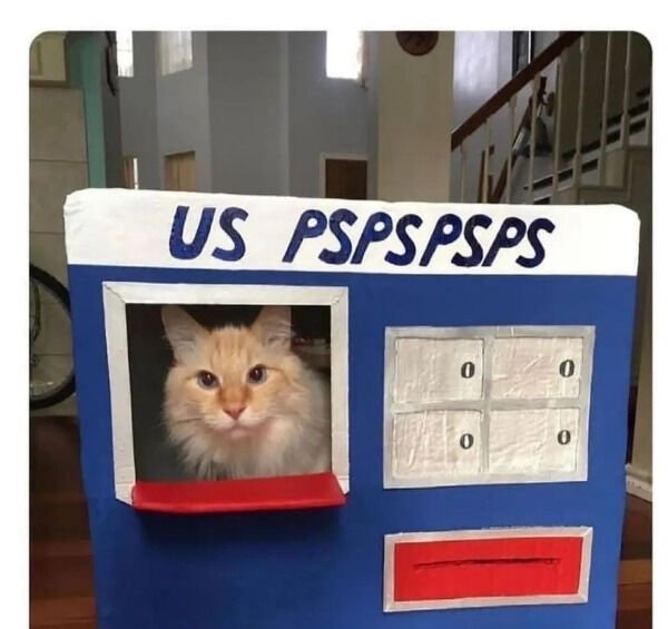 funnycats16_024