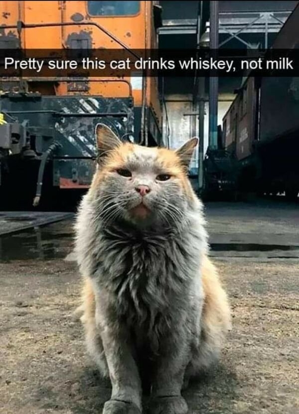 funnycats16_025